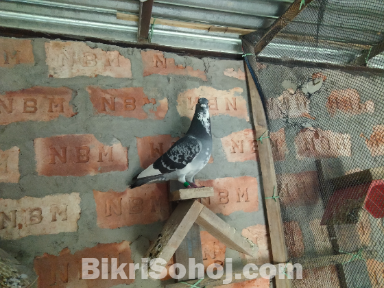 রেইছার